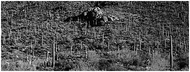 Hillside covered with Saguaro cactus. Saguaro  National Park (Panoramic black and white)