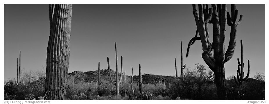 Sonoran desert scenery with cactus. Saguaro  National Park (black and white)