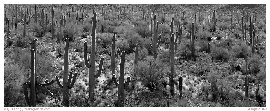 Dense forest of giant saguaro cactus. Saguaro National Park (black and white)