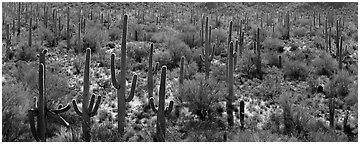 Dense forest of giant saguaro cactus. Saguaro National Park (Panoramic black and white)