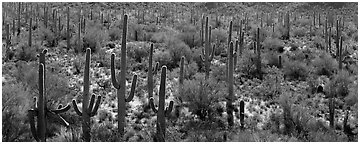 Dense forest of giant saguaro cactus. Saguaro  National Park (Panoramic black and white)