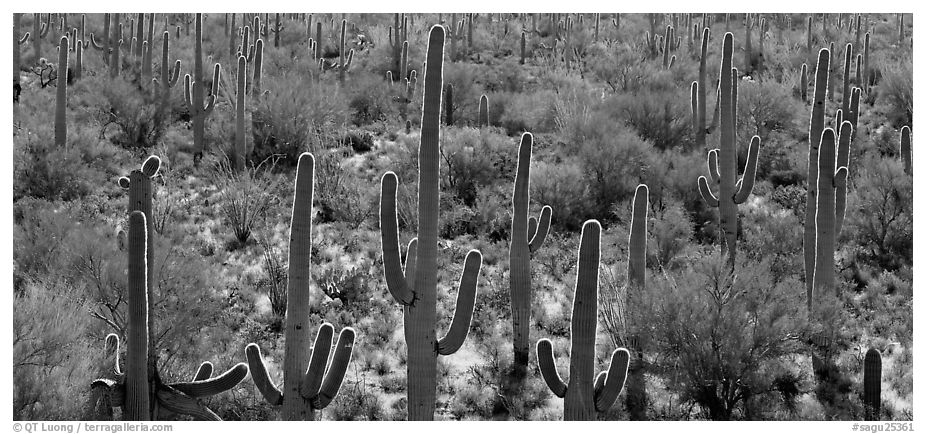 Cactus typical of the Sonoran desert. Saguaro National Park (black and white)