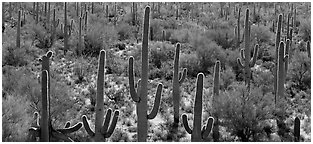 Cactus typical of the Sonoran desert. Saguaro  National Park (Panoramic black and white)