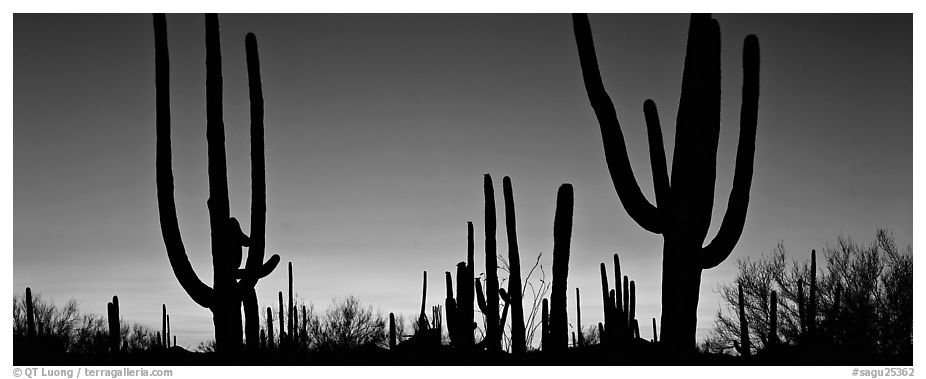 Saguaro cactus silhouettes at sunset. Saguaro National Park (black and white)