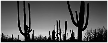 Saguaro cactus silhouettes at sunset. Saguaro National Park (Panoramic black and white)
