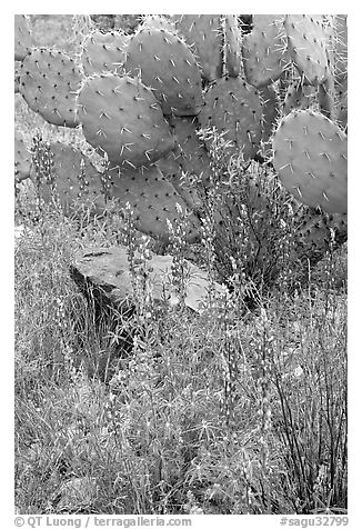 Royal lupine and prickly pear cactus. Saguaro National Park (black and white)