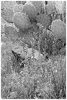 Royal lupine and prickly pear cactus. Saguaro National Park, Arizona, USA. (black and white)