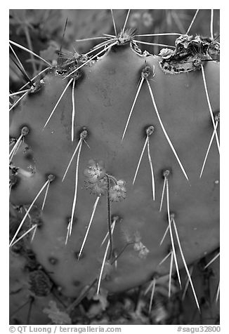 Phacelia and prickly pear cactus. Saguaro National Park (black and white)