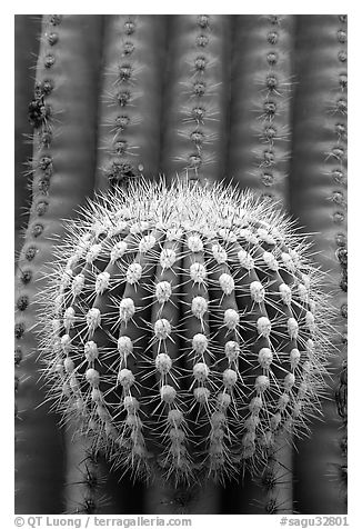 Prickly ball on saguaro cactus, precursor of a new arm. Saguaro National Park (black and white)