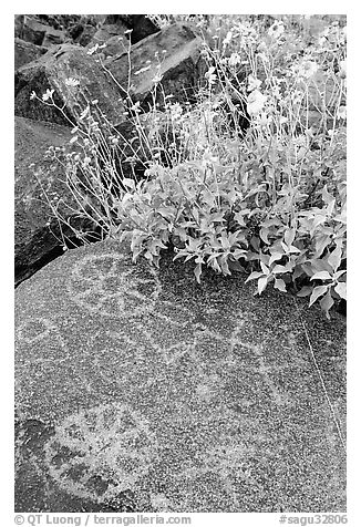 Hohokam petroglyphs and brittlebush on Signal Hill. Saguaro National Park (black and white)