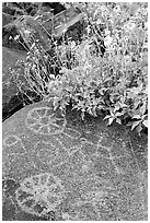 Hohokam petroglyphs and brittlebush on Signal Hill. Saguaro National Park, Arizona, USA. (black and white)