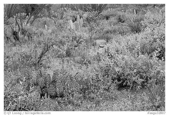 Royal lupine blanketing the desert floor near Signal Hill. Saguaro National Park (black and white)