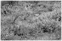 Royal lupine blanketing the desert floor near Signal Hill. Saguaro National Park ( black and white)