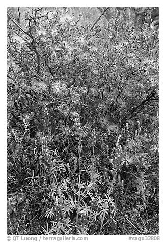 Royal lupine and fairy duster. Saguaro National Park (black and white)