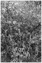 Royal lupine and fairy duster. Saguaro National Park ( black and white)