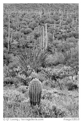 Lupine, saguaro cactus, and occatillo. Saguaro National Park (black and white)