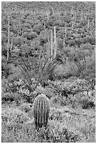 Lupine, saguaro cactus, and occatillo. Saguaro National Park, Arizona, USA. (black and white)
