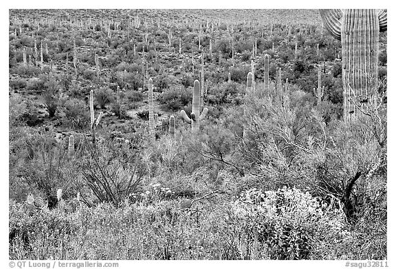 Sonoran desert in bloom, Tucson Mountain District. Saguaro National Park (black and white)