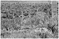 Sonoran desert in bloom, Tucson Mountain District. Saguaro National Park ( black and white)