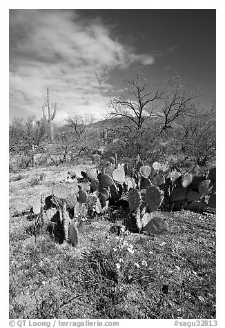 Wildflowers and cactus, Mica View, Rincon Mountain District. Saguaro National Park (black and white)