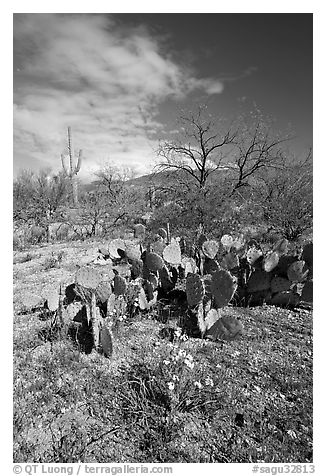 Wildflowers and cactus, Mica View, Rincon Mountain District. Saguaro National Park, Arizona, USA.