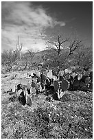 Wildflowers and cactus, Mica View, Rincon Mountain District. Saguaro National Park ( black and white)