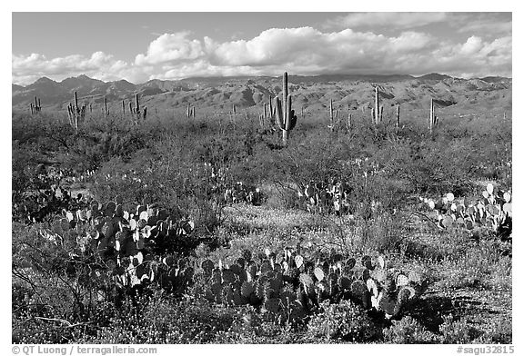 Cactus and carpet of yellow wildflowers, Rincon Mountain District. Saguaro National Park (black and white)