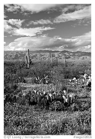 Cactus and carpet of yellow wildflowers, Rincon Mountain District. Saguaro National Park, Arizona, USA.