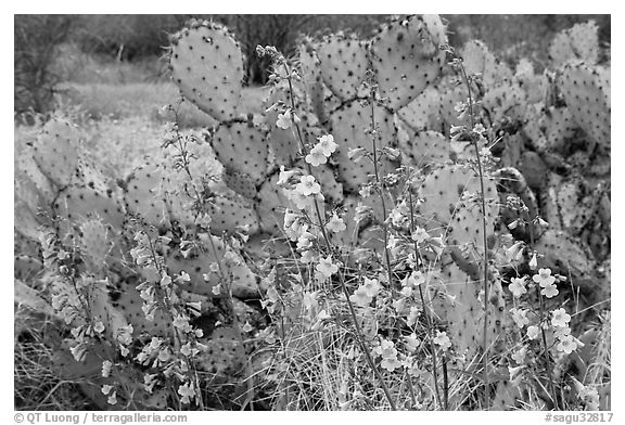 Pink wildflowers and prickly pear cactus. Saguaro National Park, Arizona, USA.