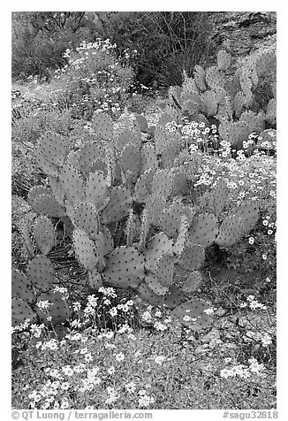 Brittlebush and prickly pear cactus. Saguaro National Park, Arizona, USA.