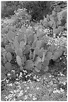 Brittlebush and prickly pear cactus. Saguaro National Park, Arizona, USA. (black and white)