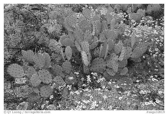 Brittlebush and prickly pear cactus. Saguaro National Park (black and white)