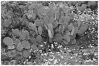 Brittlebush and prickly pear cactus. Saguaro National Park, Arizona, USA. (black and white)
