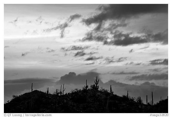 Saguaro cactus silhouetted on hill at sunrise near Valley View overlook. Saguaro National Park (black and white)