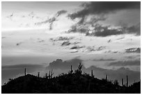 Saguaro cactus silhouetted on hill at sunrise near Valley View overlook. Saguaro National Park, Arizona, USA. (black and white)