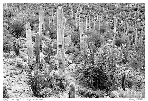 Saguaro cactus and desert in bloom near Valley View overlook. Saguaro National Park, Arizona, USA.