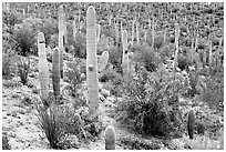 Saguaro cactus and desert in bloom near Valley View overlook. Saguaro National Park, Arizona, USA. (black and white)