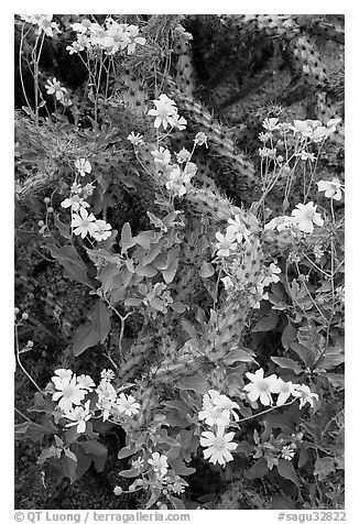 Brittlebush and cactus. Saguaro National Park (black and white)