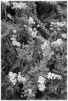 Brittlebush and cactus. Saguaro National Park ( black and white)