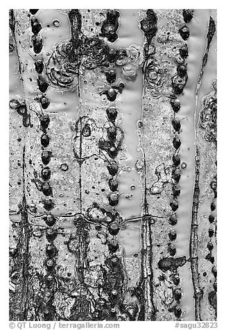 Bark of old saguaro cactus. Saguaro National Park (black and white)