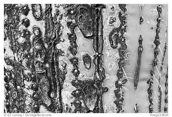 Bark of old saguaro cactus. Saguaro National Park (black and white)