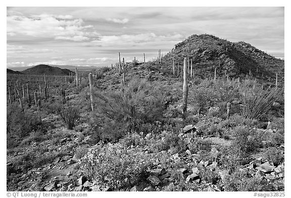 Brittlebush, cactus, and hills, Valley View overlook, morning. Saguaro National Park (black and white)