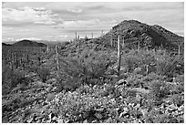 Brittlebush, cactus, and hills, Valley View overlook, morning. Saguaro National Park ( black and white)