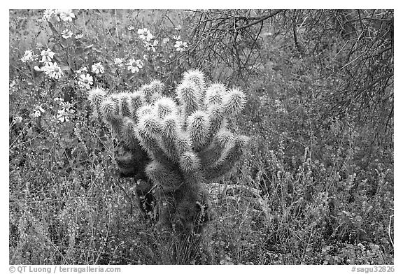 Cholla cactus, phacelia, and brittlebush. Saguaro National Park, Arizona, USA.