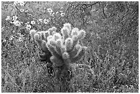 Cholla cactus, phacelia, and brittlebush. Saguaro National Park ( black and white)