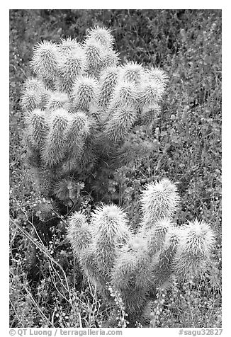 Teddy-bear Cholla cactus and phacelia. Saguaro National Park (black and white)