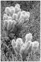 Teddy-bear Cholla cactus and phacelia. Saguaro National Park, Arizona, USA. (black and white)