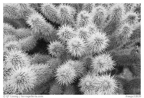 Teddy-bear cholla cactus close-up. Saguaro National Park (black and white)