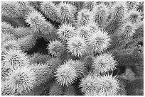 Teddy-bear cholla cactus close-up. Saguaro National Park ( black and white)