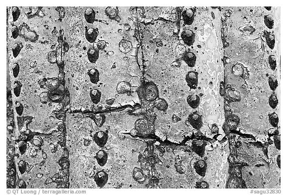 Skin of old saguaro cactus. Saguaro National Park, Arizona, USA.